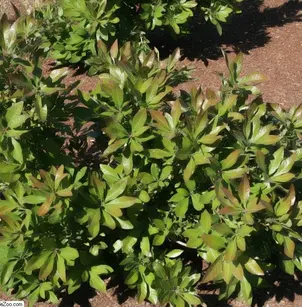Southern Bayberry (Morella caroliniensis)