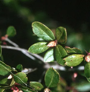 Swamp Azalea (Rhododendron viscosum)
