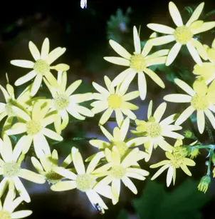 Golden Ragwort (Packera aurea)