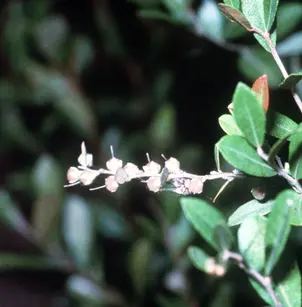 Leatherleaf (Chamaedaphne calyculata)