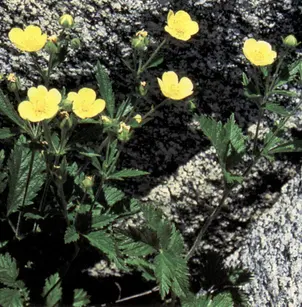 Sticky Cinquefoil (Potentilla glandulosa)