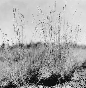 Arizona Fescue (Festuca arizonica)
