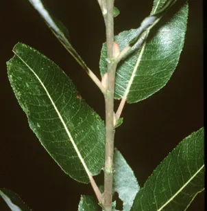 Pussy Willow (Salix discolor)