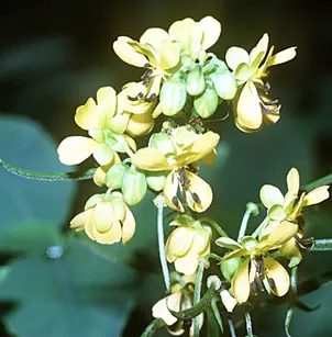 Maryland Senna (Senna marilandica)