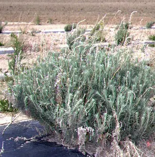 Winterfat (Krascheninnikovia lanata)