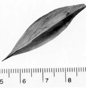 Carolina Ash (Fraxinus caroliniana)