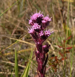 Hairy Chaffhead (Carphephorus paniculatus)