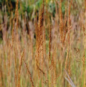 Yellow Indian Grass (Sorghastrum nutans)