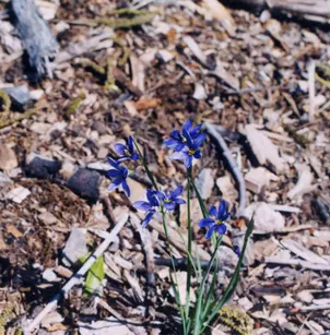 Blue Eyed Grass (Sisyrinchium angustifolium)