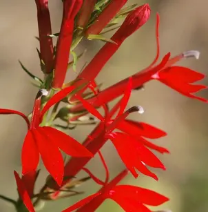 Cardinalflower (Lobelia cardinalis)