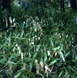 Sea Oats (Chasmanthium latifolium)