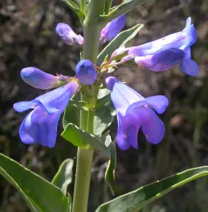 Wasatch Beardtongue (Penstemon cyananthus)