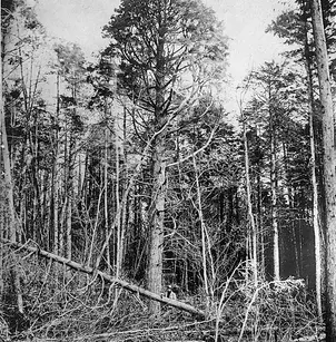 Atlantic White Cedar (Chamaecyparis thyoides)