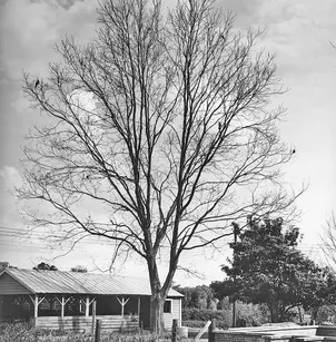 Water Hickory (Carya aquatica)