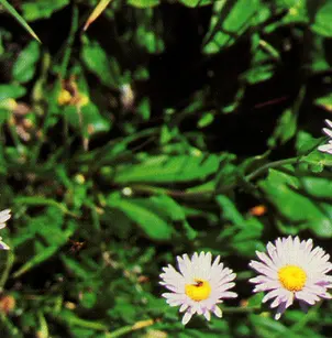 Subalpine Fleabane (Erigeron peregrinus)