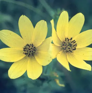 Crowned Beggarticks (Bidens coronata)