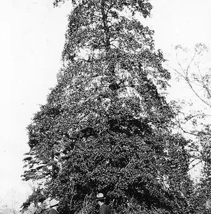 American Holly (Ilex opaca)