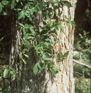 Cedar Elm (Ulmus crassifolia)