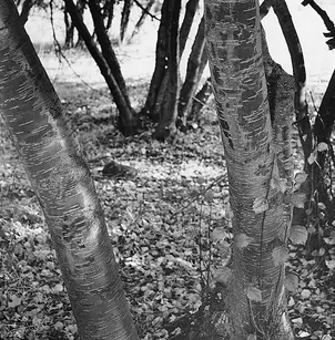 Water Birch (Betula occidentalis)