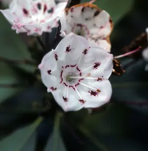 Mountain Laurel (Kalmia latifolia)
