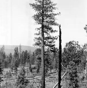 Incense Cedar (Calocedrus decurrens)