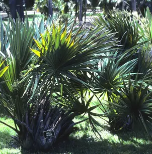 Dwarf Palmetto (Sabal minor)