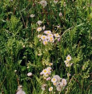 Philadelphia Daisy (Erigeron philadelphicus)