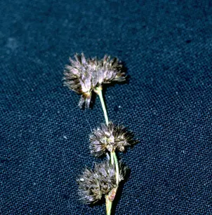 Longstyle Rush (Juncus longistylis)
