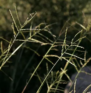 Green Sprangletop (Leptochloa dubia)