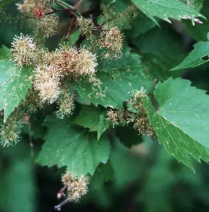 Riverbank Grape (Vitis riparia)