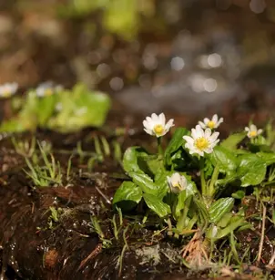 White Marsh Marigold (Caltha leptosepala)