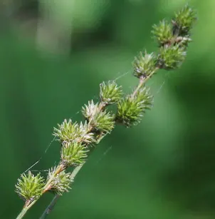 Greater Straw Sedge (Carex normalis)
