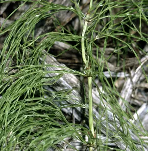 Woodland Horsetail (Equisetum sylvaticum)