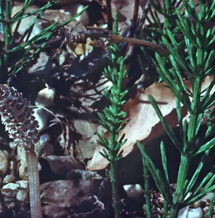 Field Horsetail (Equisetum arvense)