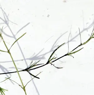 Nodding Waternymph (Najas flexilis)