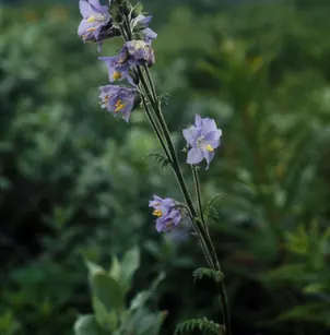 Tall Jacob's-Ladder (Polemonium acutiflorum)