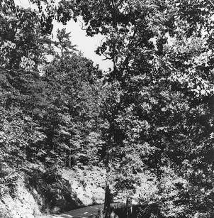 Red Oak (Quercus rubra)