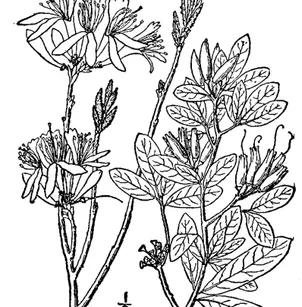 Rhodora (Rhododendron canadense)