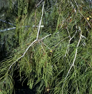 Bald Cypress (Taxodium distichum)