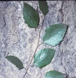 River/Red Birch (Betula nigra)