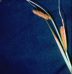 Nebraska Sedge (Carex nebrascensis)