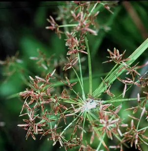 Haspan Flatsedge (Cyperus haspan)