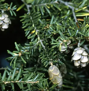 Canadian Hemlock (Tsuga canadensis)