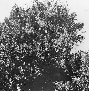 California Bay (Umbellularia californica)