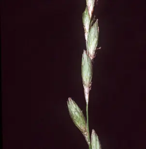 Muskingum Sedge (Carex muskingumensis)