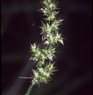 Awlfruit Sedge (Carex stipata)