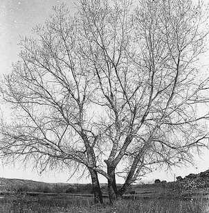 Western Cottonwood (Populus fremontii)