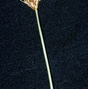 Slenderbeak Sedge (Carex athrostachya)