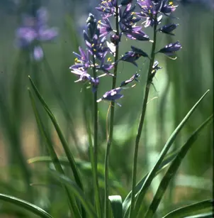 Camas (Camassia quamash)
