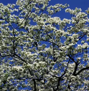 Eastern Dogwood (Cornus florida)